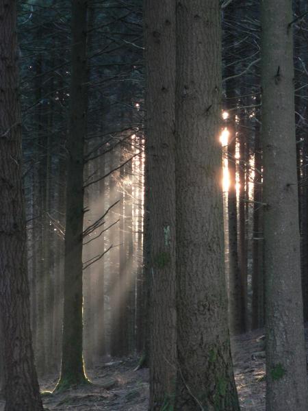 Le soleil  dans les douglas, le retour