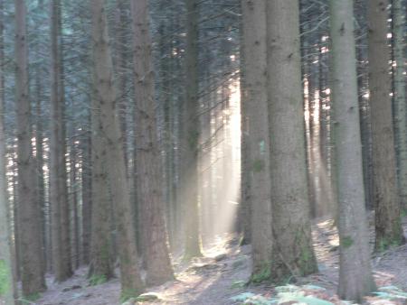 Du soleil dans les Douglas