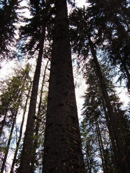 Y sont tout hauts les narbres